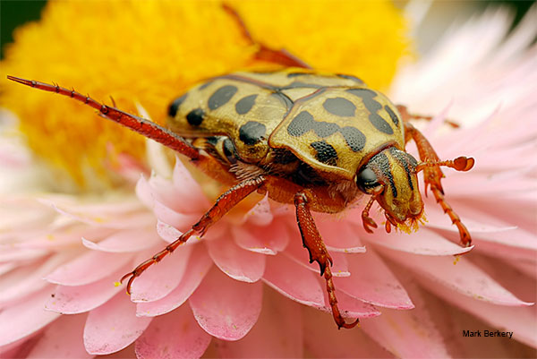 Leopard Beetle by Mark Berkery