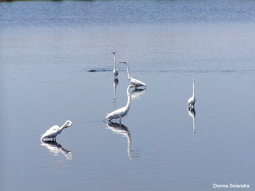 5 White Birds by Donna Sciandra