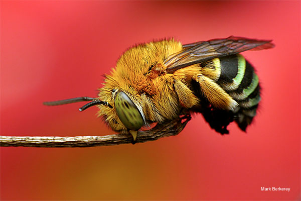 Blue Banded Bee by Mark Berkerey